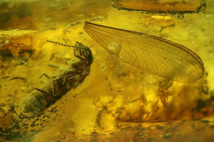 Detailed Fossil Termite (Isoptera) In Baltic Amber #197740
